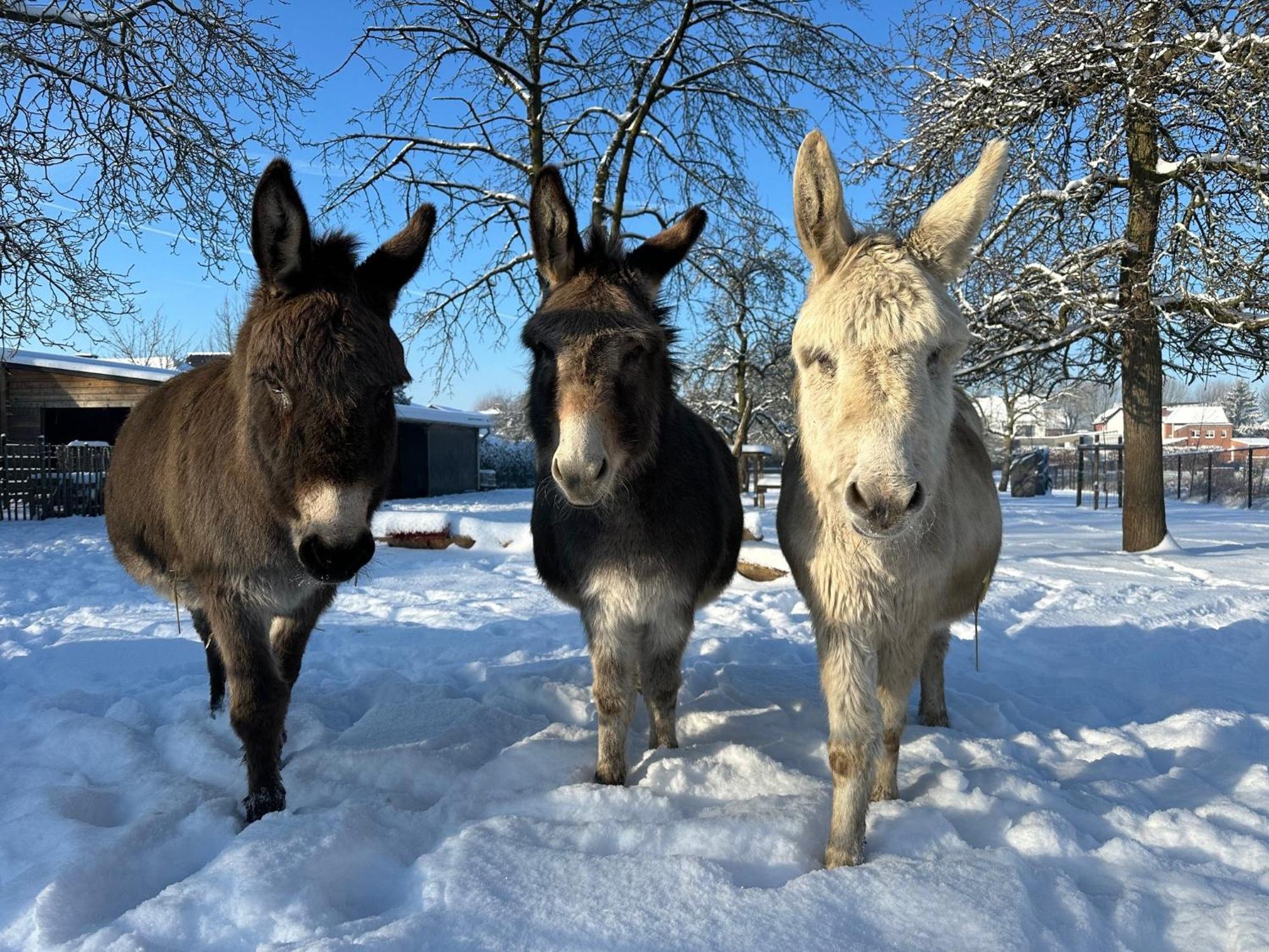 Luna Logies Lanaken Exteriör bild